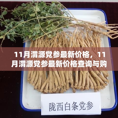 11月渭源党参价格大全，查询与购买指南