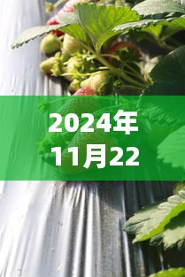 探寻草莓盛宴，揭秘2024年11月22日热门草莓的香甜魅力