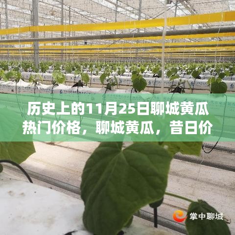 揭秘聊城黄瓜历史价格变迁，昔日风云与今日背后的故事