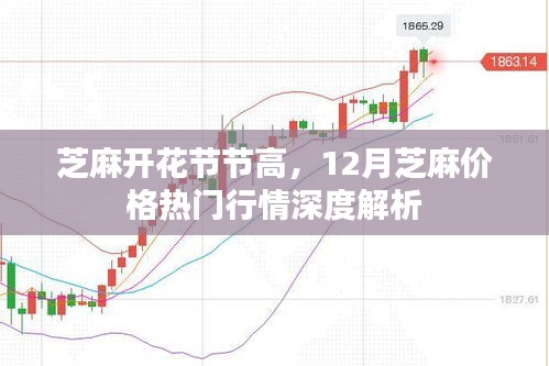 芝麻开花节节高，深度解析12月芝麻价格行情
