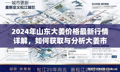 2024年山东大姜价格最新行情解析与获取市场走势实用指南