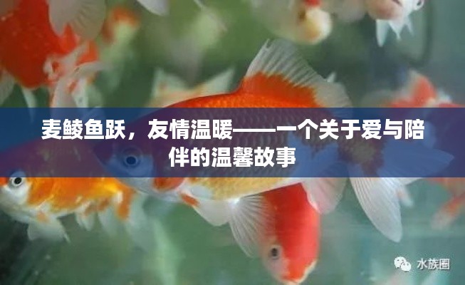 麦鲮鱼跃友情相伴，爱与陪伴的温馨故事