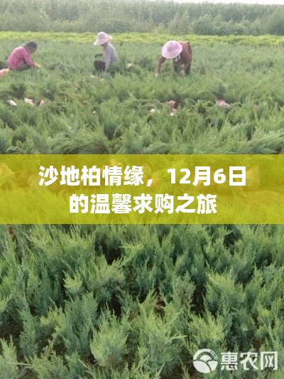 沙地柏情缘，温馨求购之旅在12月6日启程