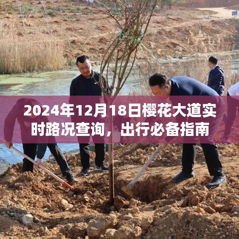2024年12月18日樱花大道实时路况与出行指南