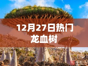 热门龙血树，最新资讯与动态，12月27日一览无余