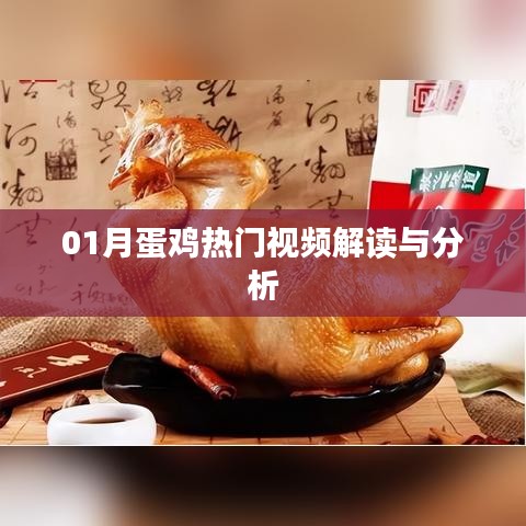 蛋鸡热门视频深度解读与分析