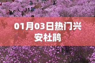 兴安杜鹃热门资讯速递，01月03日不容错过