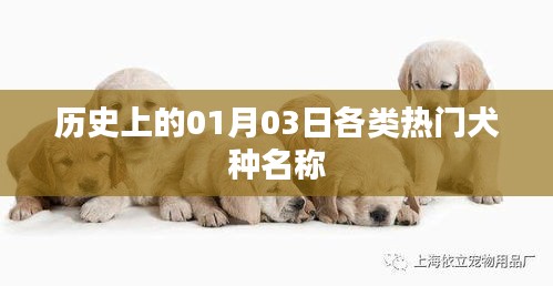 热门犬种名称的历史演变，聚焦一月三日