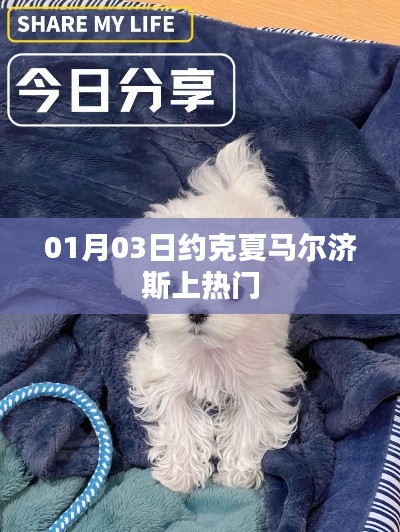 约克夏马尔济斯犬成为热门话题，最新动态揭秘