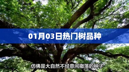01月03日热门树品种盘点