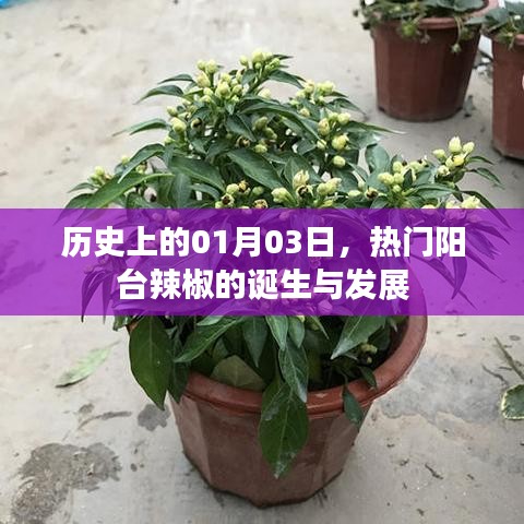 阳台辣椒的起源与成长历程，历史上的1月3日回顾