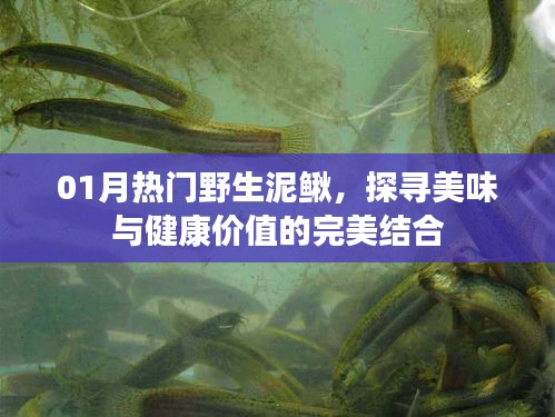 探寻野生泥鳅美味与健康价值的完美结合，一月热门美食推荐