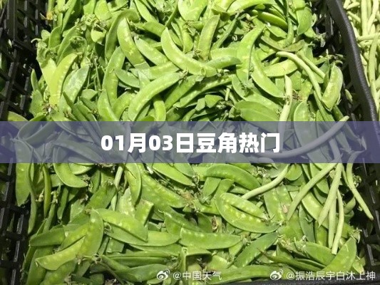 豆角热门资讯，最新动态一网打尽（日期，XX月XX日）