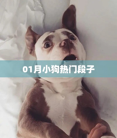 精选小狗热门段子，让你捧腹大笑！