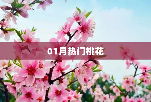 最新热门桃花动态来袭！