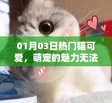 猫魅力爆棚，萌宠可爱，无法抗拒的魅力