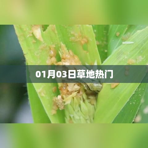 草地热点速递，最新动态一网打尽（日期，01月03日）