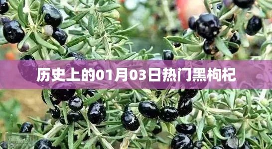 黑枸杞风靡史，一月三日探寻热门时刻