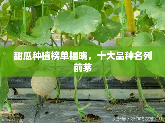甜瓜种植榜单揭晓，十大品种名列前茅