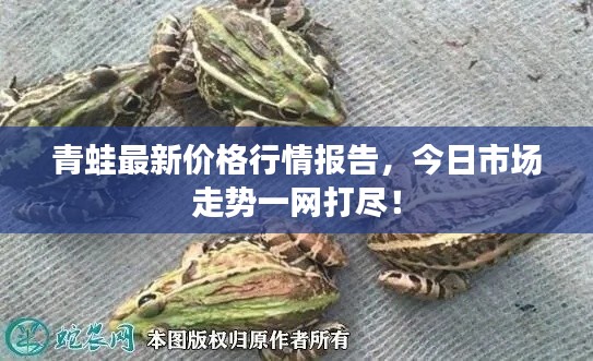 青蛙最新价格行情报告，今日市场走势一网打尽！