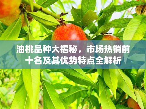 油桃品种大揭秘，市场热销前十名及其优势特点全解析