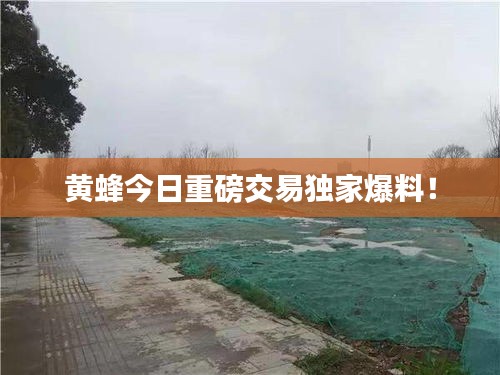 黄蜂今日重磅交易独家爆料！