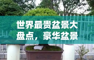世界最贵盆景大盘点，豪华盆景价值惊人！