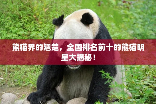 熊猫界的翘楚，全国排名前十的熊猫明星大揭秘！