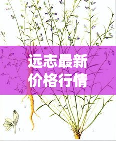 远志最新价格行情解析，今日市场动态全解析