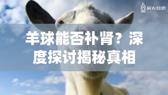 羊球能否补肾？深度探讨揭秘真相