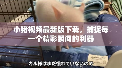 小猪视频最新版下载，捕捉每一个精彩瞬间的利器
